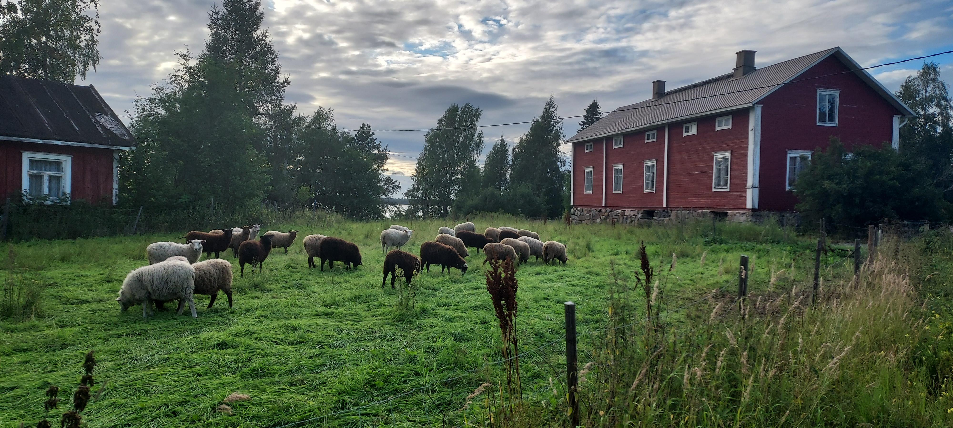 Suomenlampaan villasta sinulle