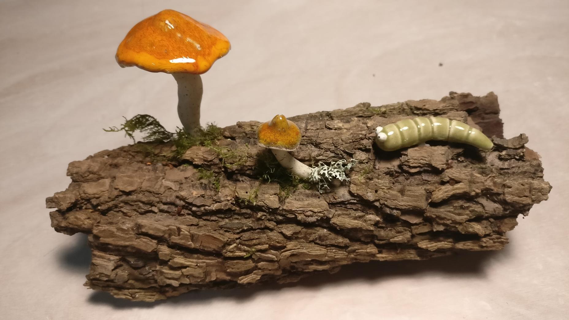 Chenille et champignons sur écorce