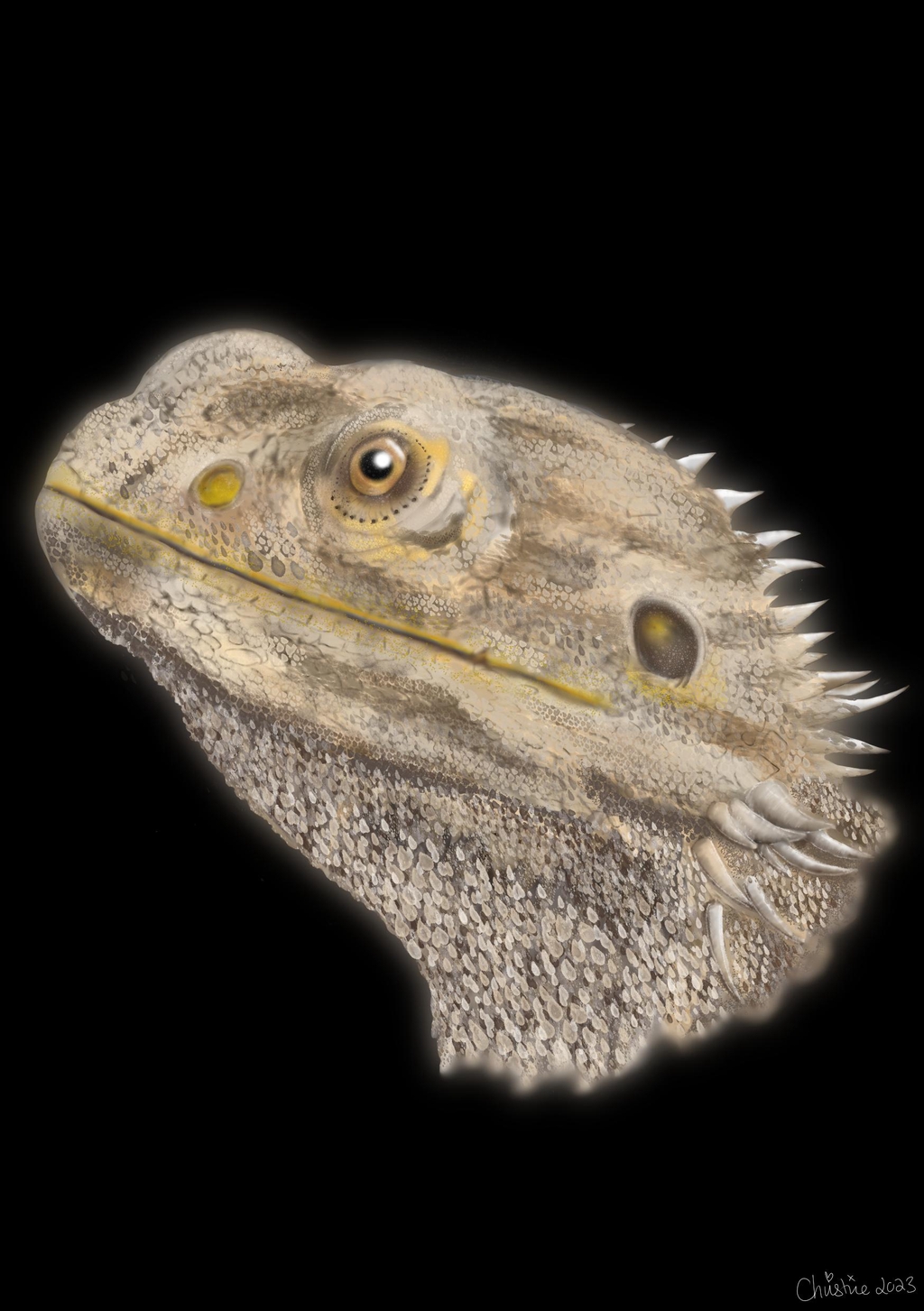 Custom Pet Portraits