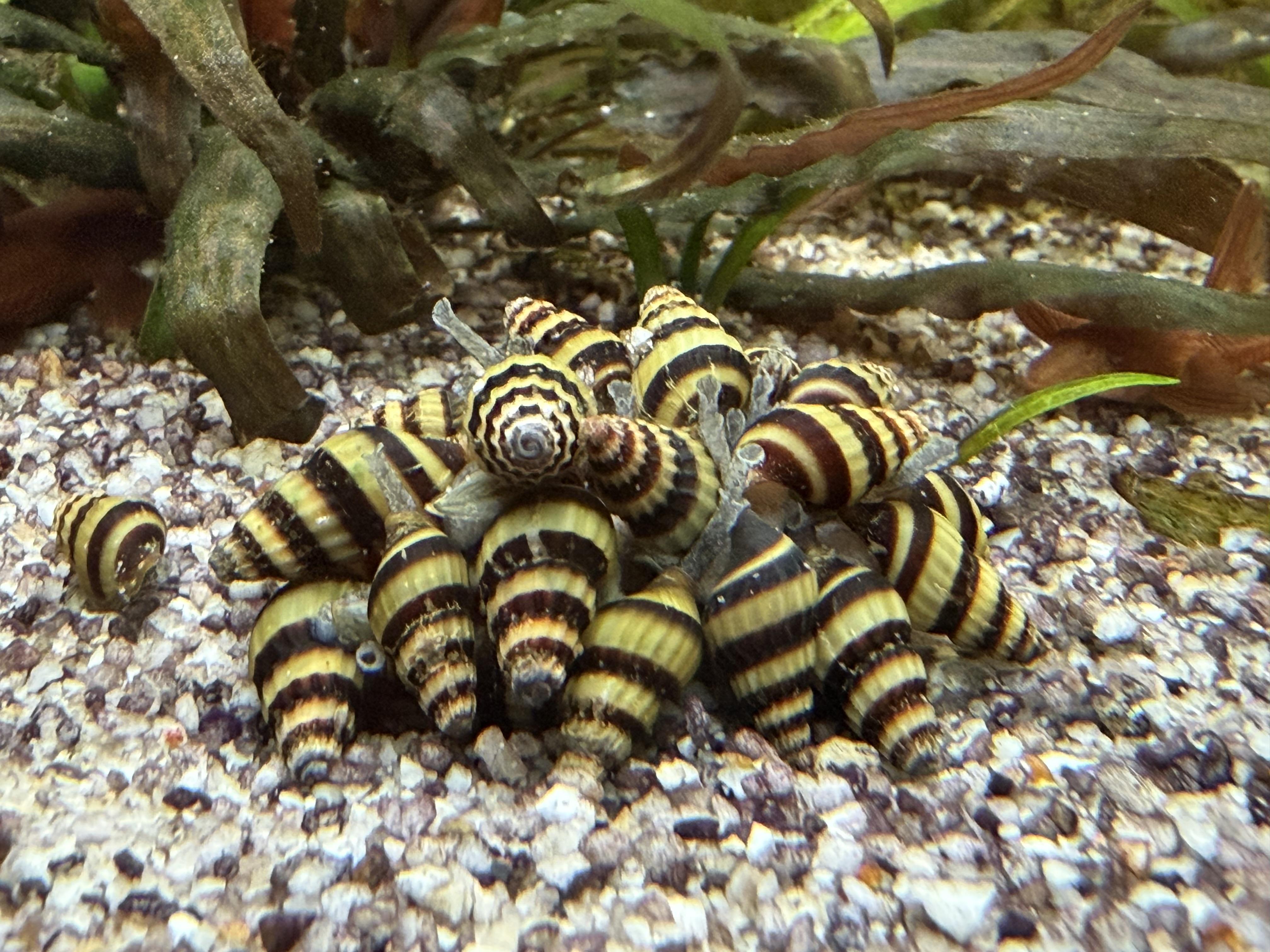 Escargots Aquatiques