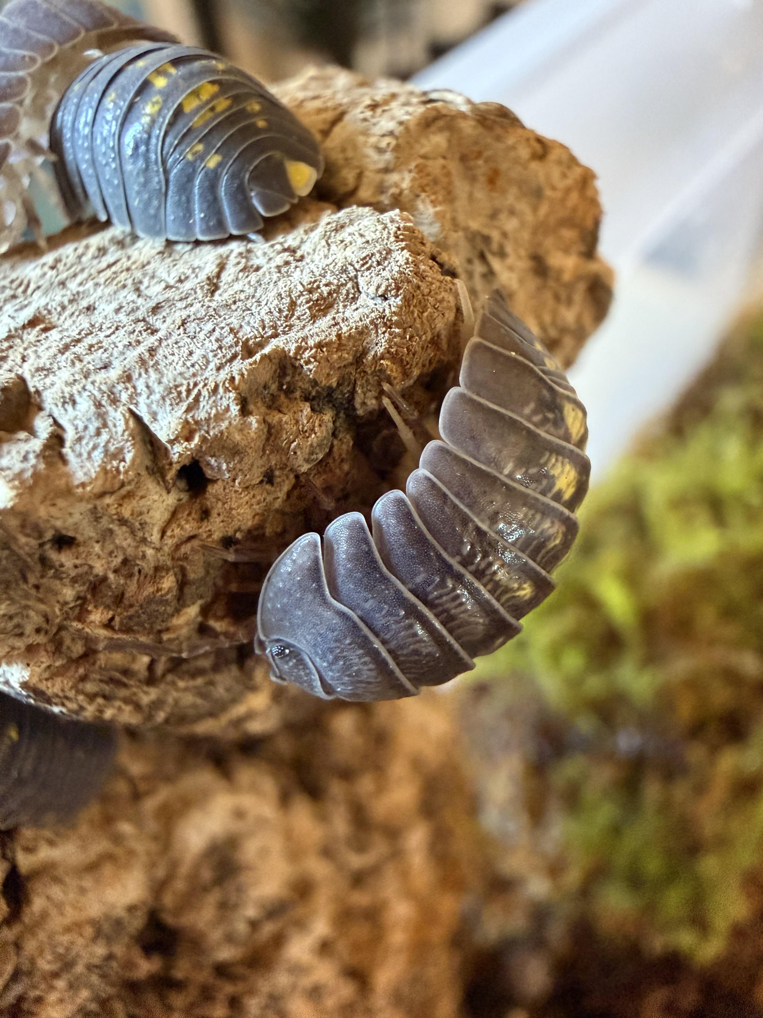 Isopodes