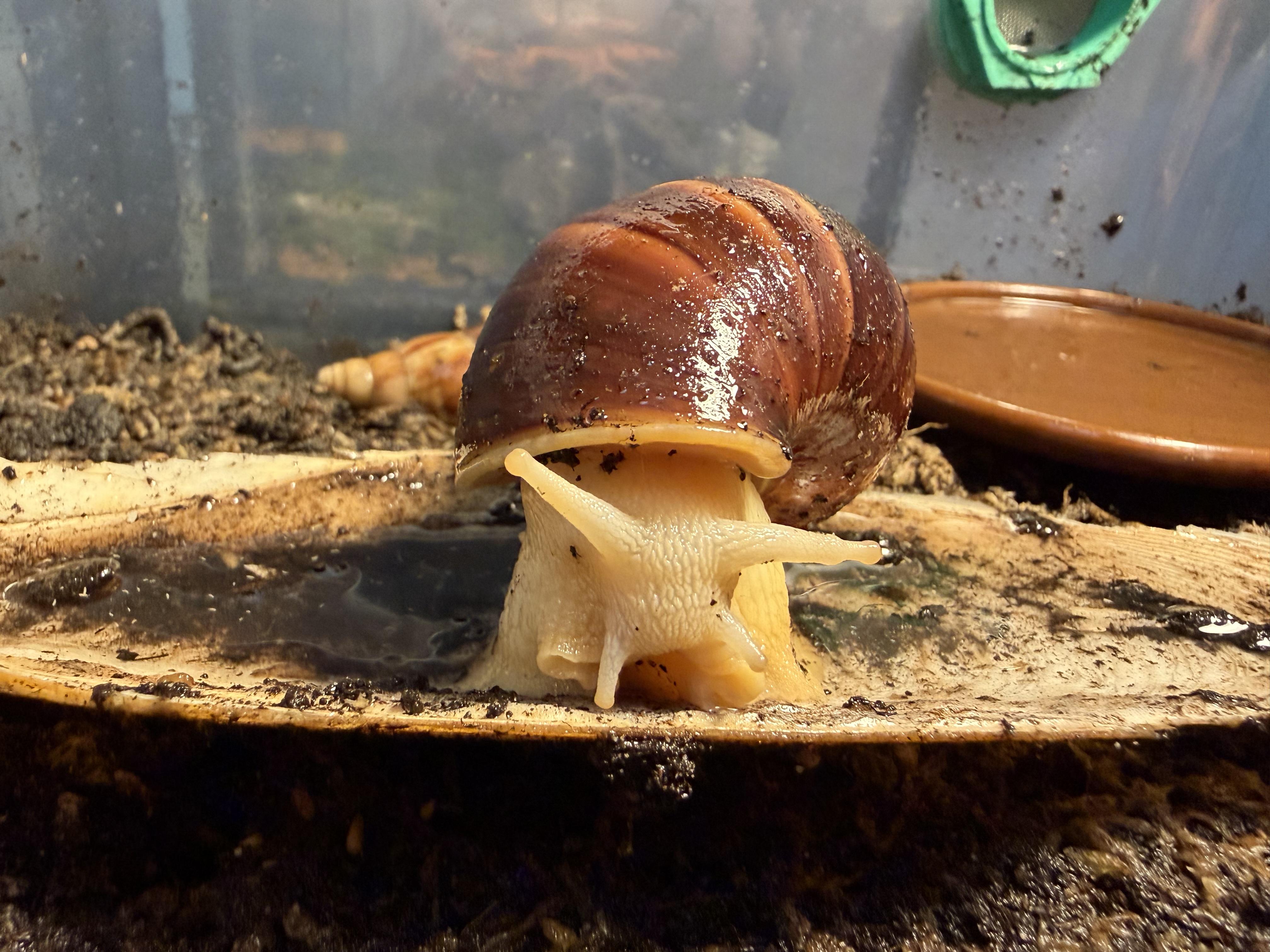 Escargots Terrestres
