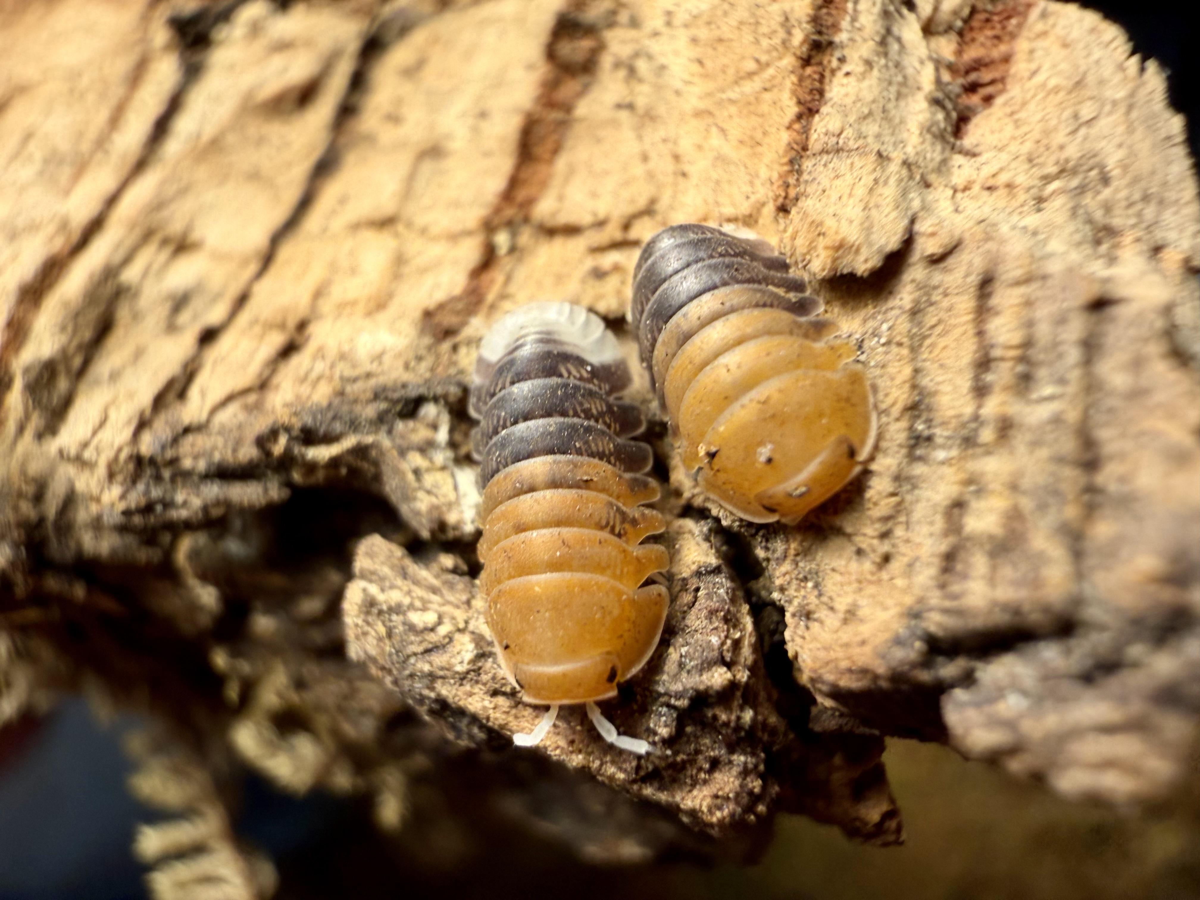 Isopodes