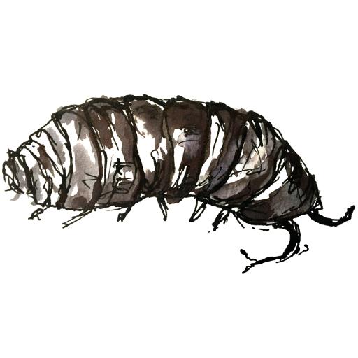 The Woodlouse logo (black and white pen and ink drawing of a woodlouse)