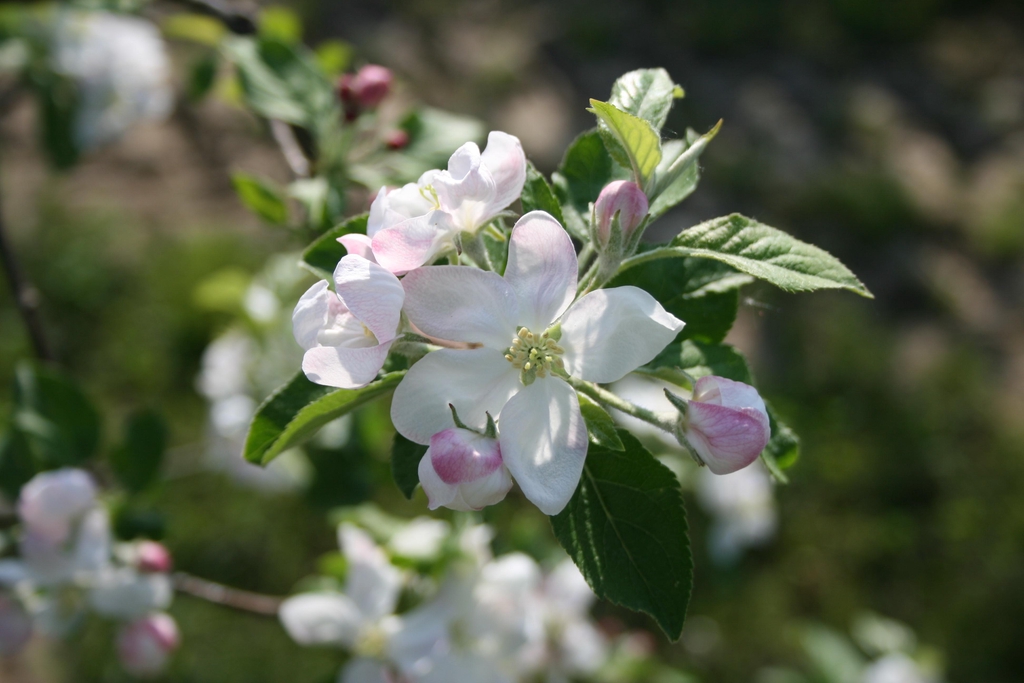 banner_image