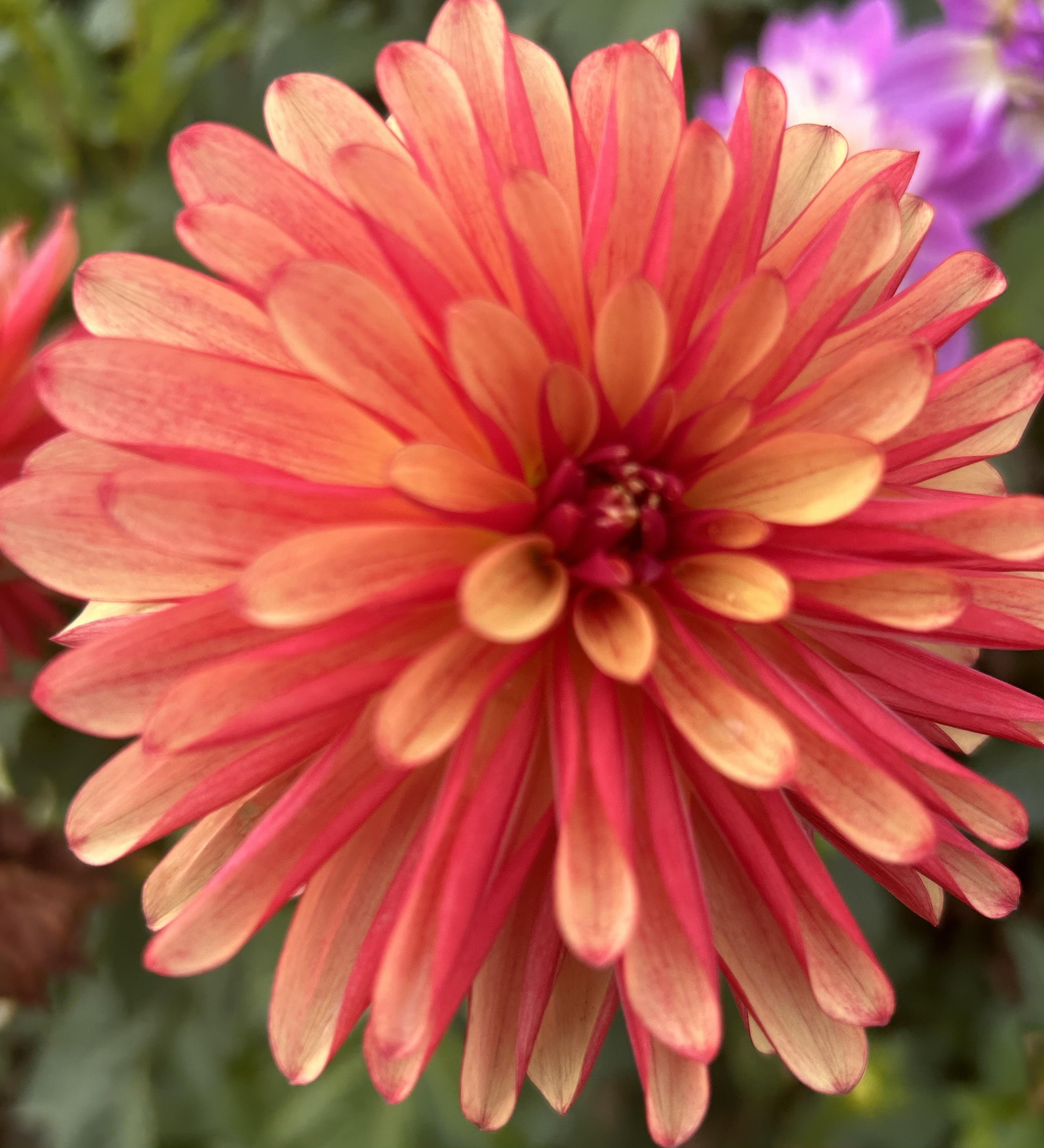 Dahlia Decorative Steller