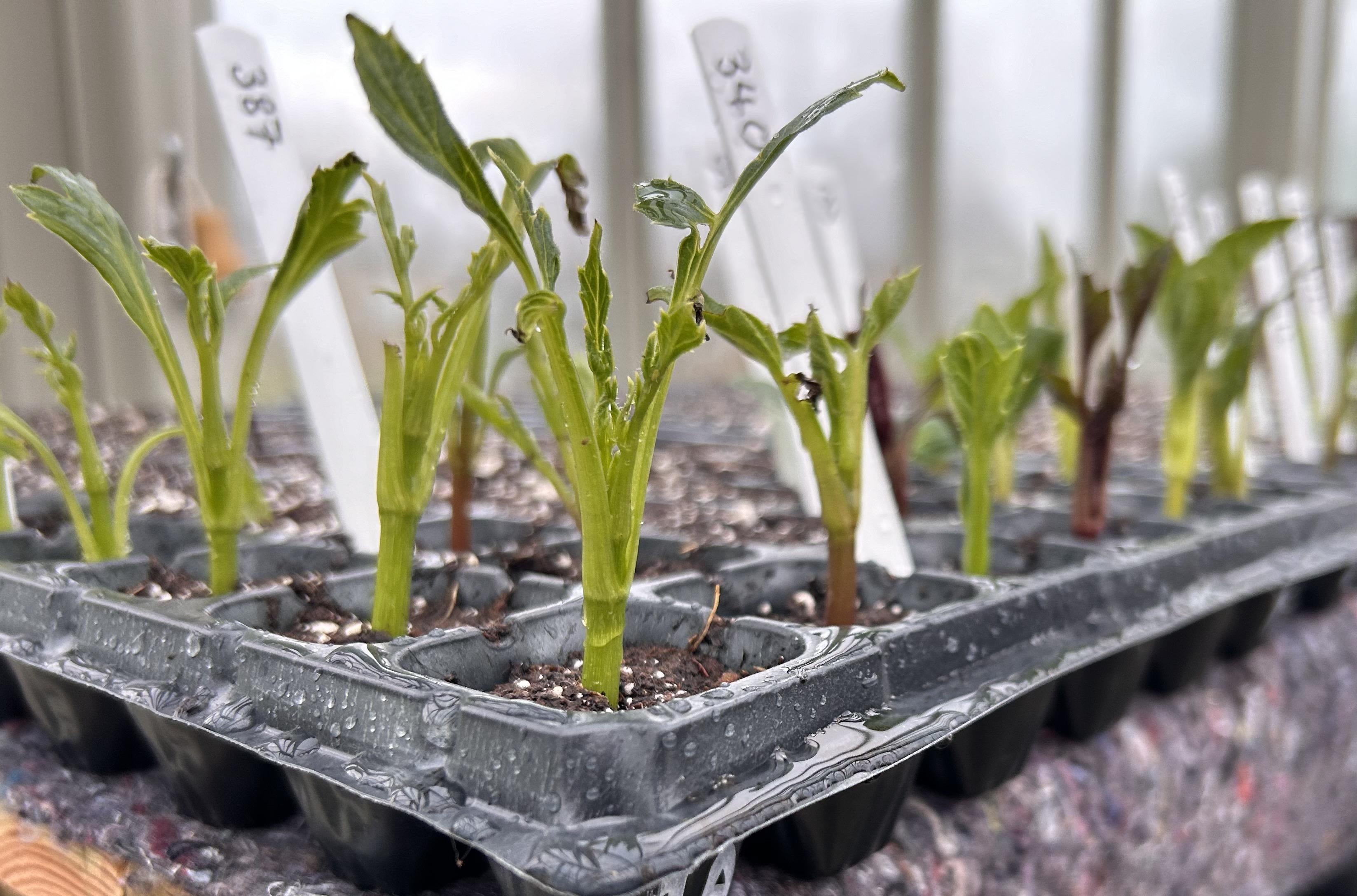 Dahlia propagation all grown here at the old vineyard - Dahlia Addiction