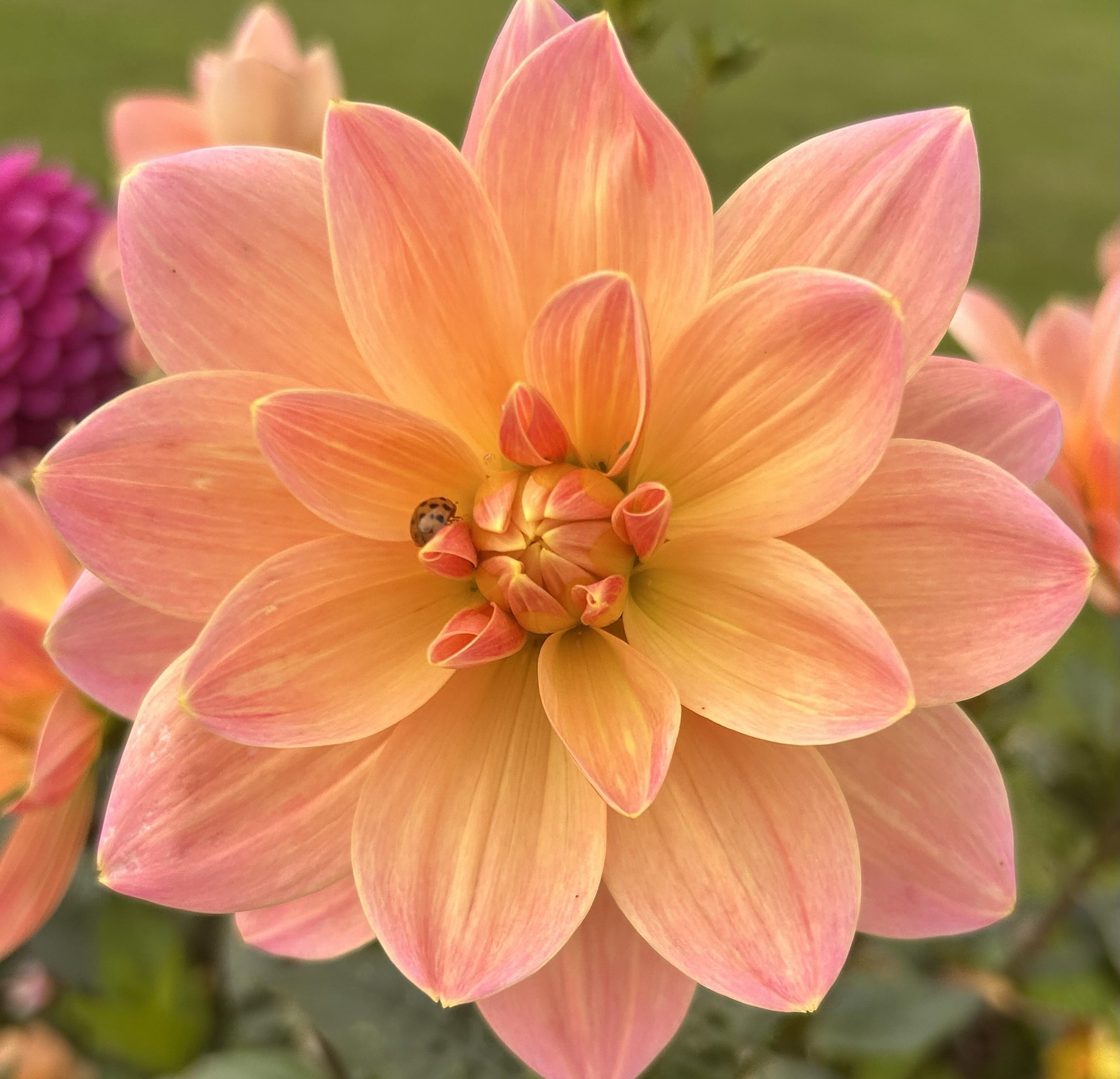 Waterlily