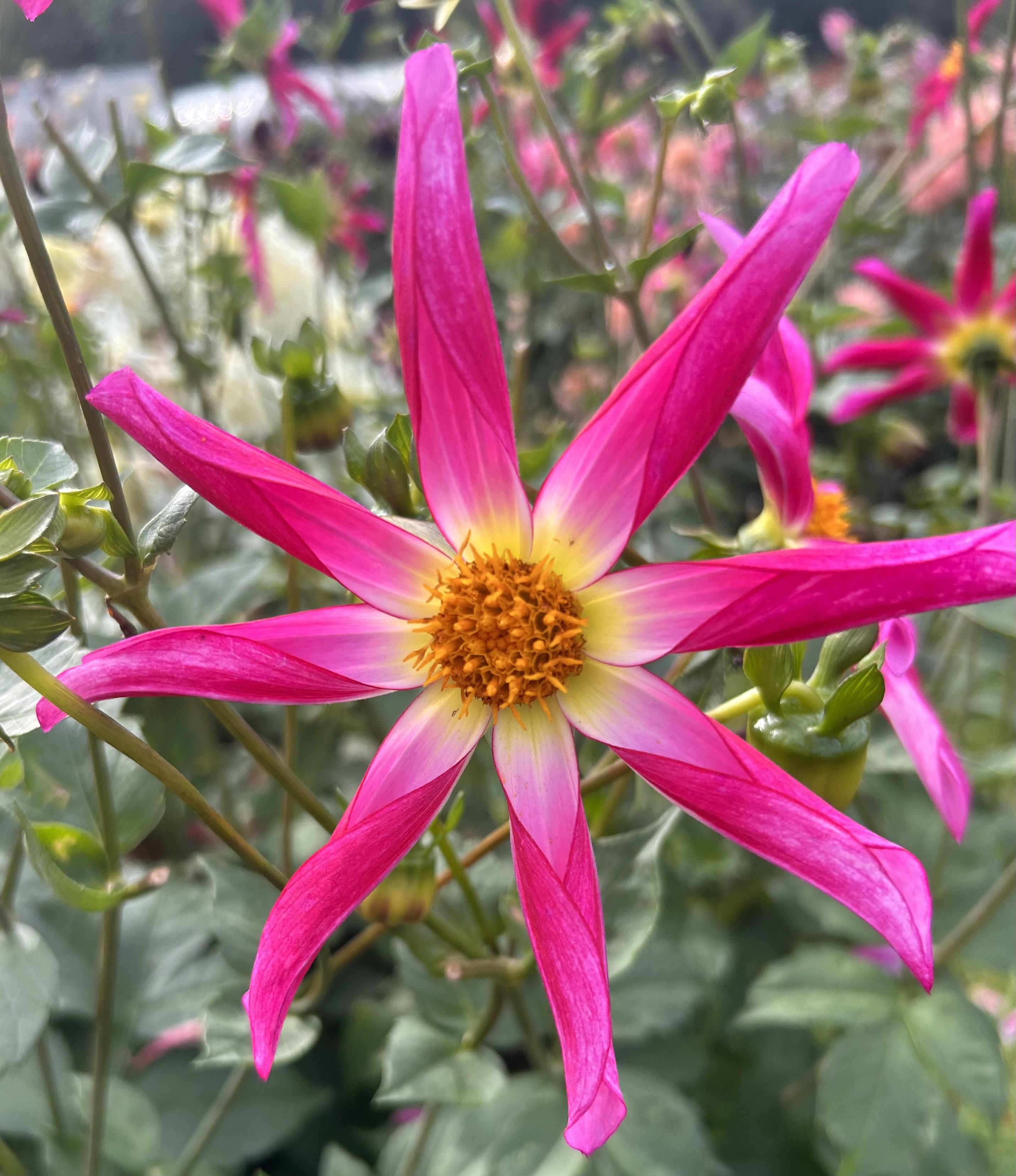 Dahlia Star Honka Collection