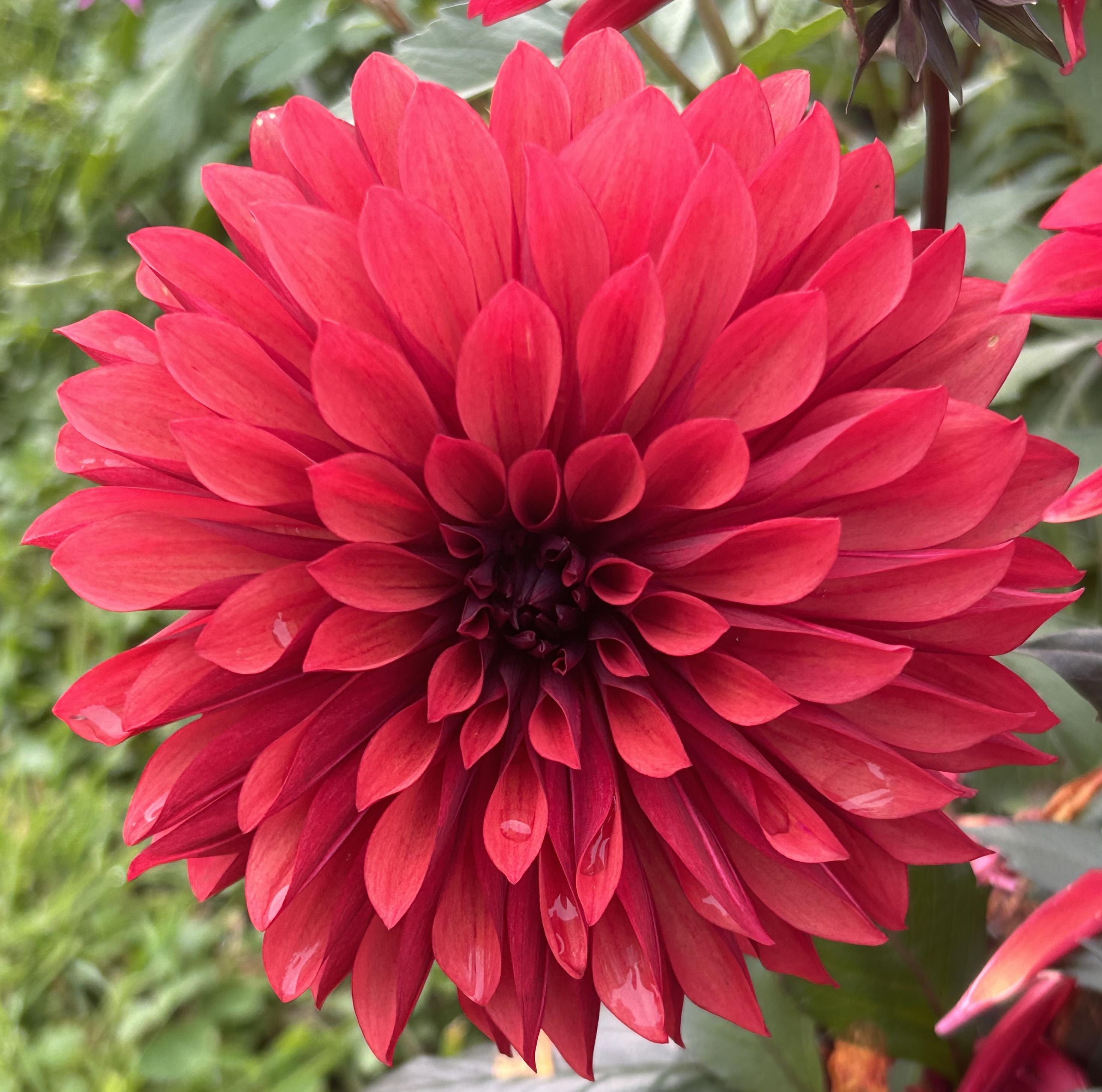 Dahlia Medium Sized Decorative Flower