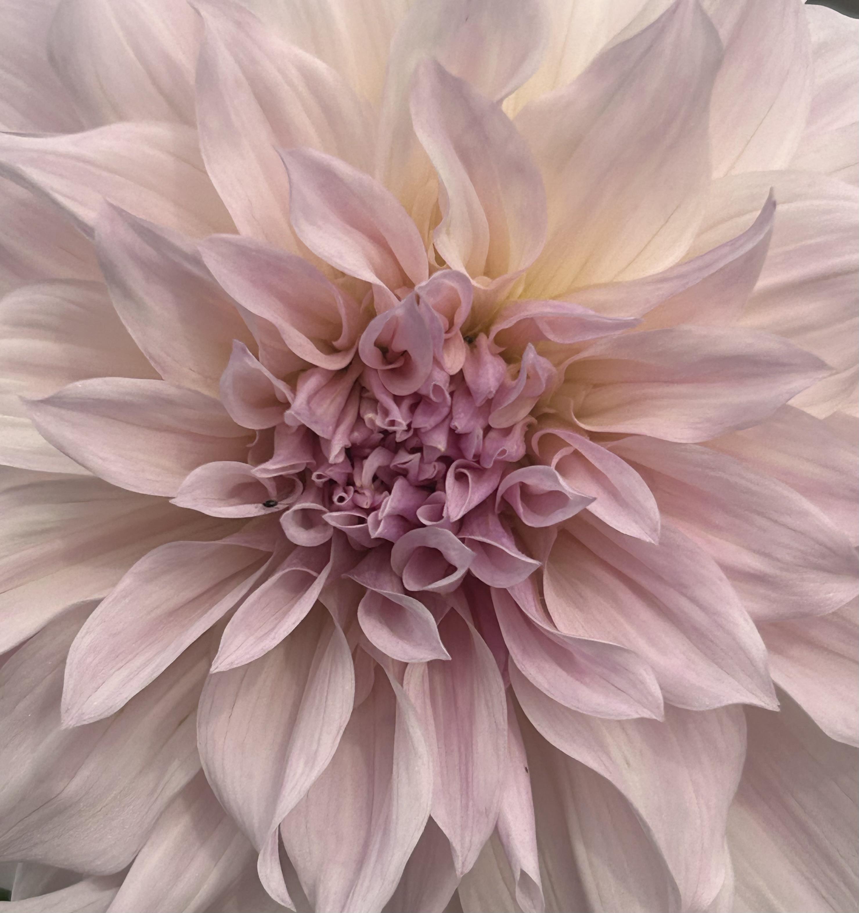 Dahlia Giant Dinner Plate and Large Decorative