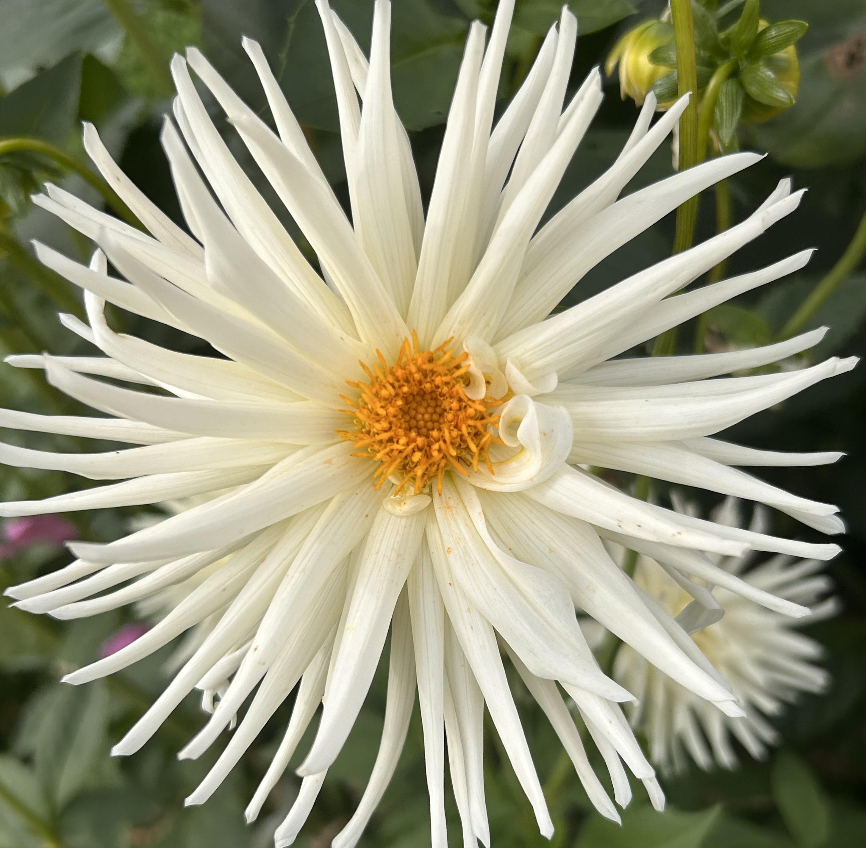 Dahlia Small Cactus and Semi Cactus Plants and Flower