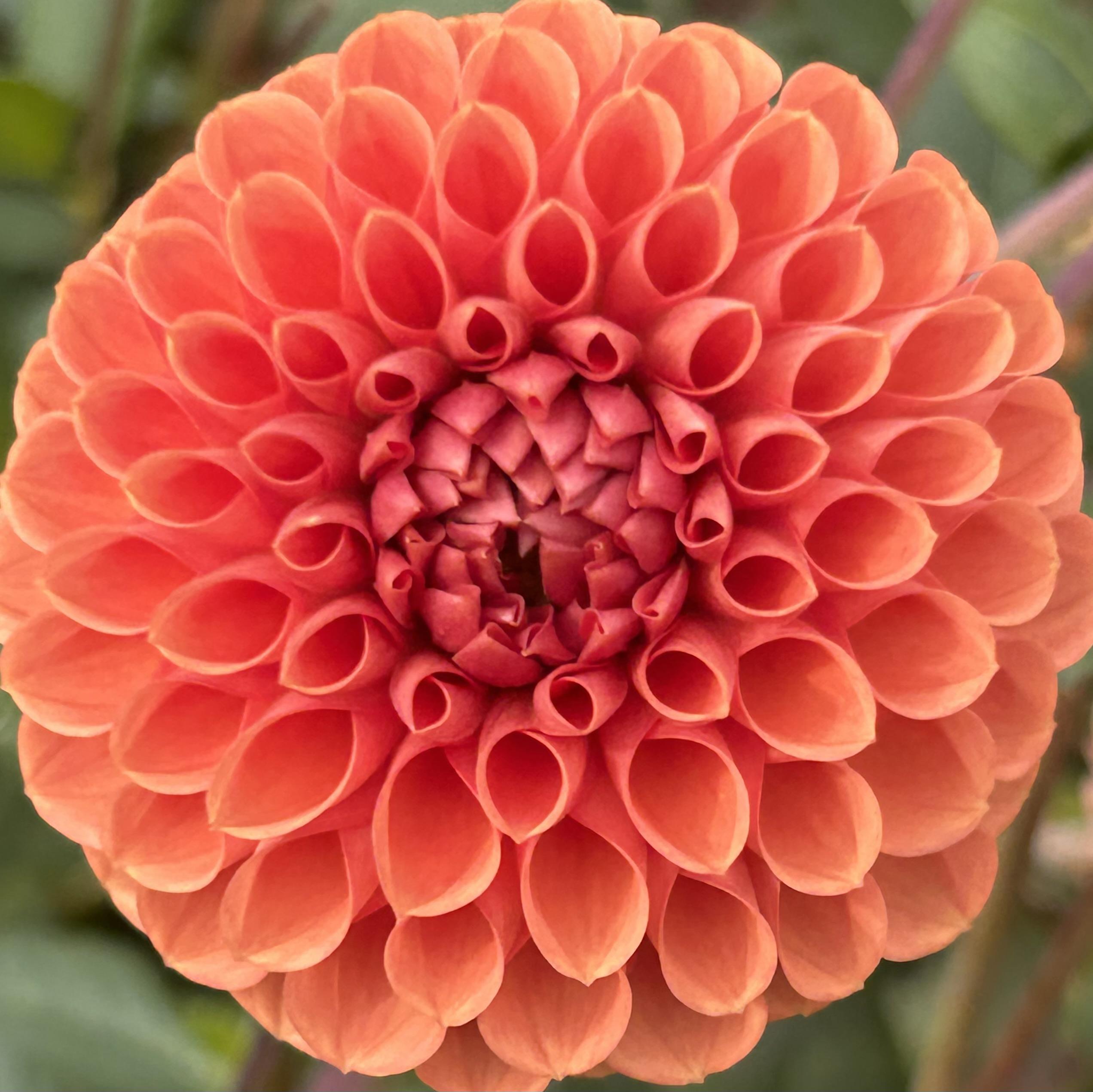 Dahlia Small Ball and Mini Ball