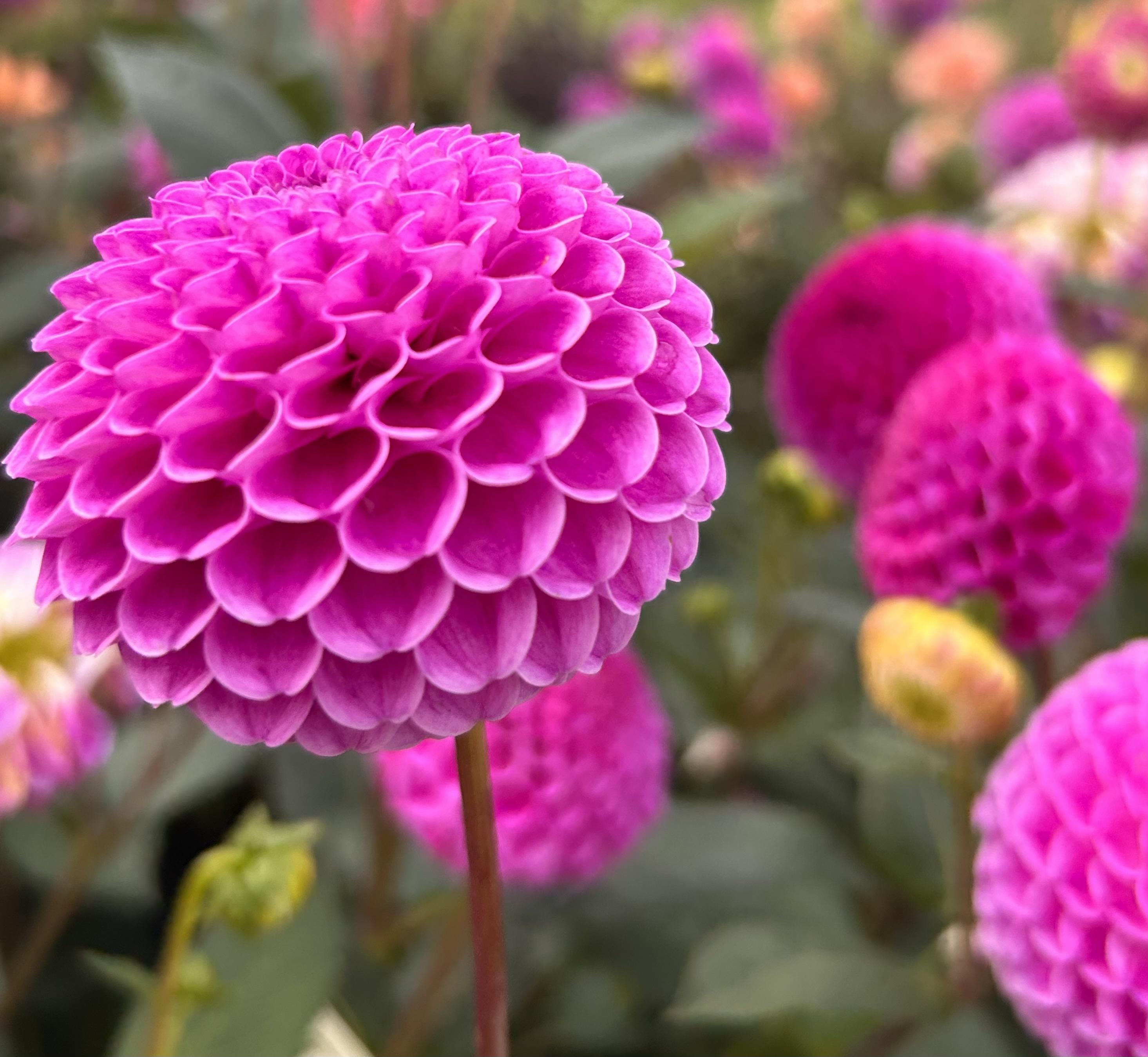 Pompom