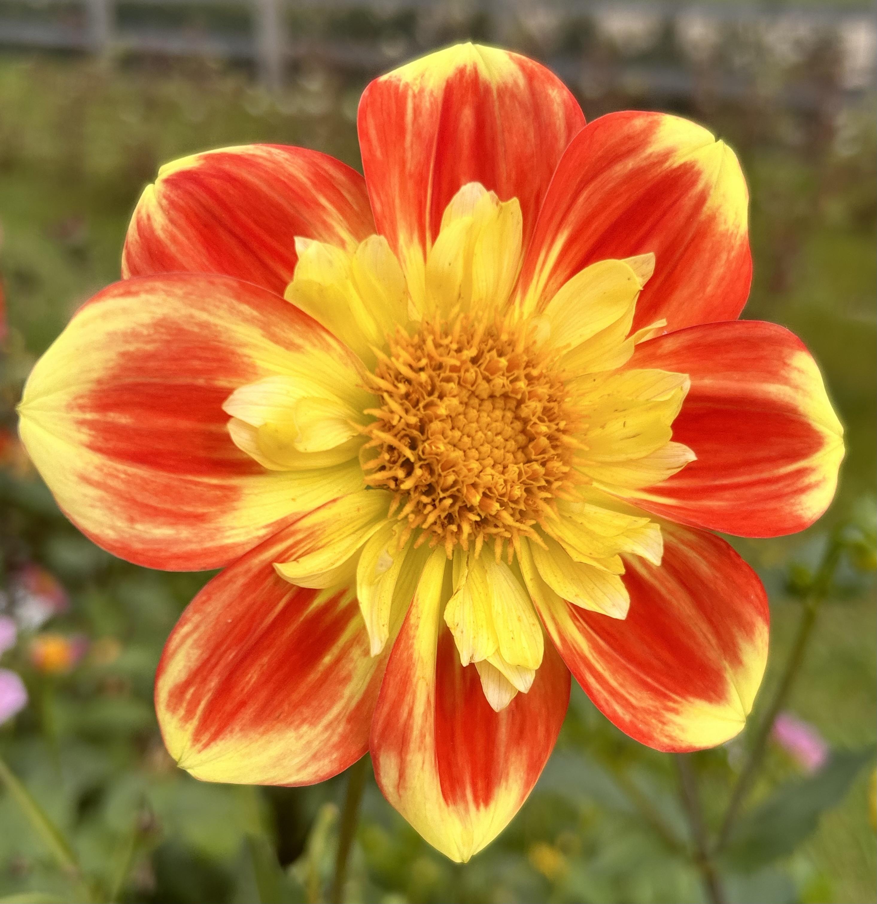Dahlia Collerette, Peony, Anemone