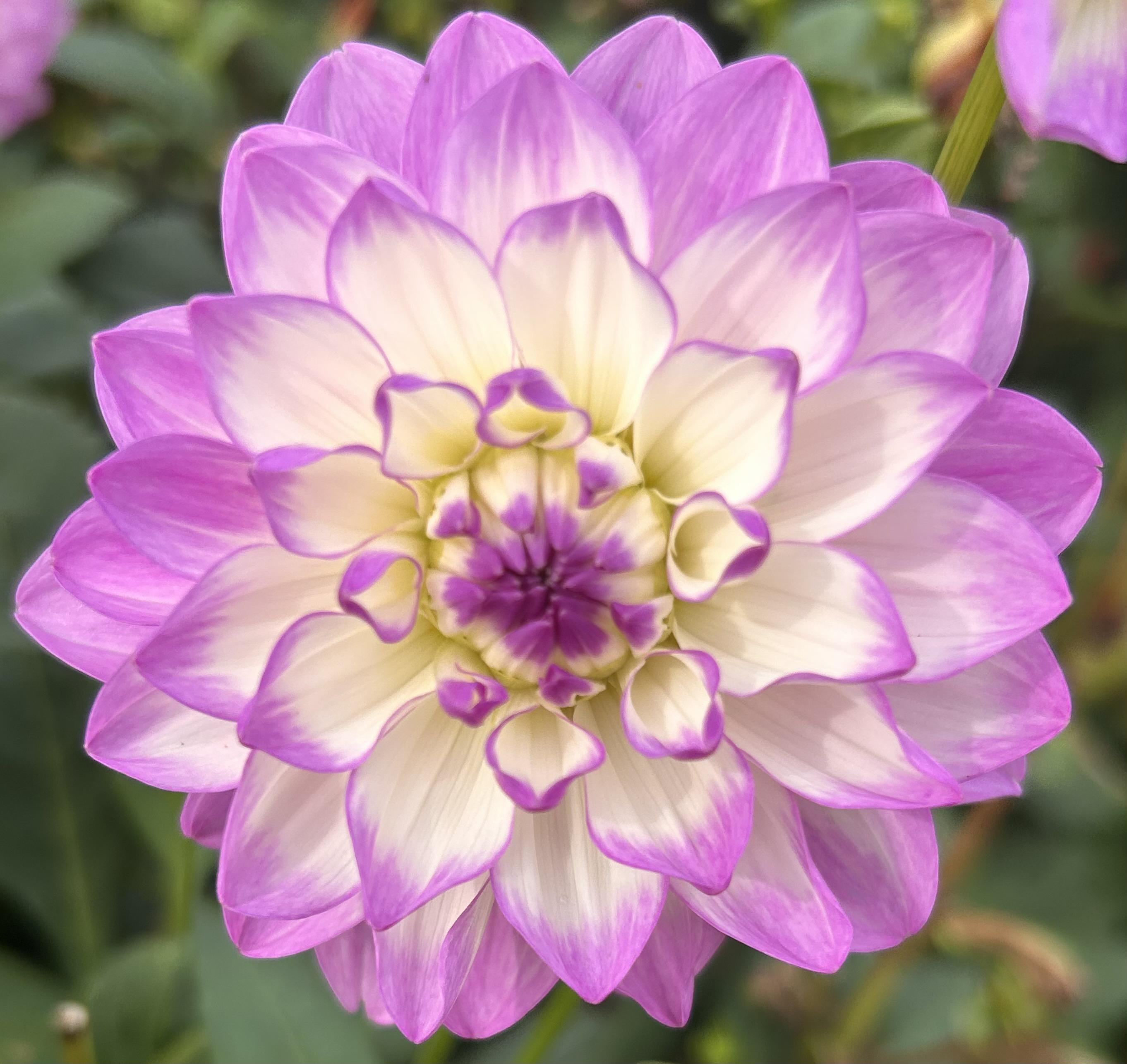 Small Decorative