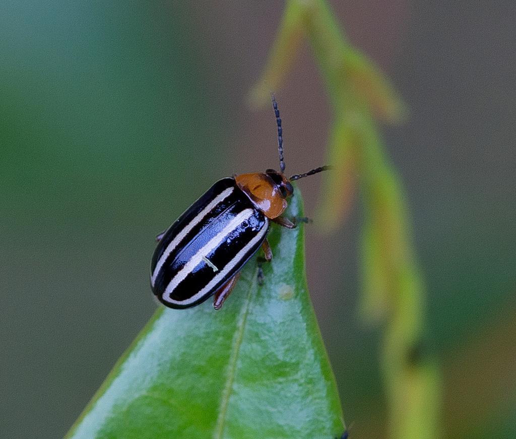 Disonycha Sp.