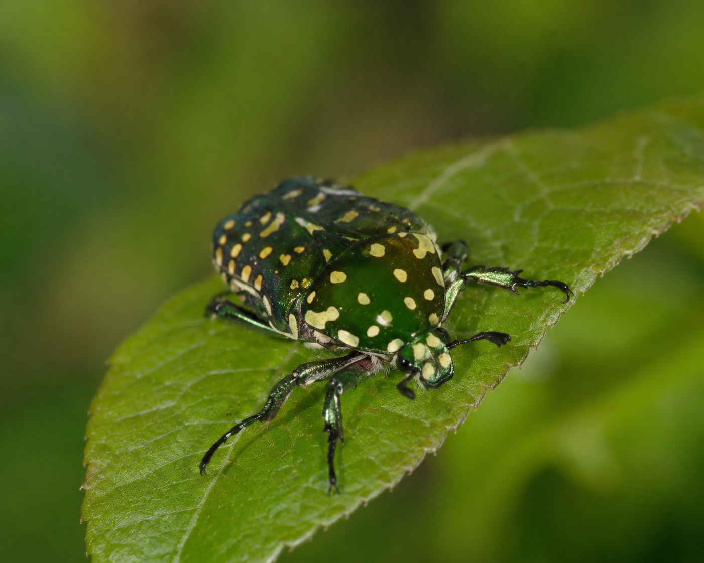 Escarabajo Moteado