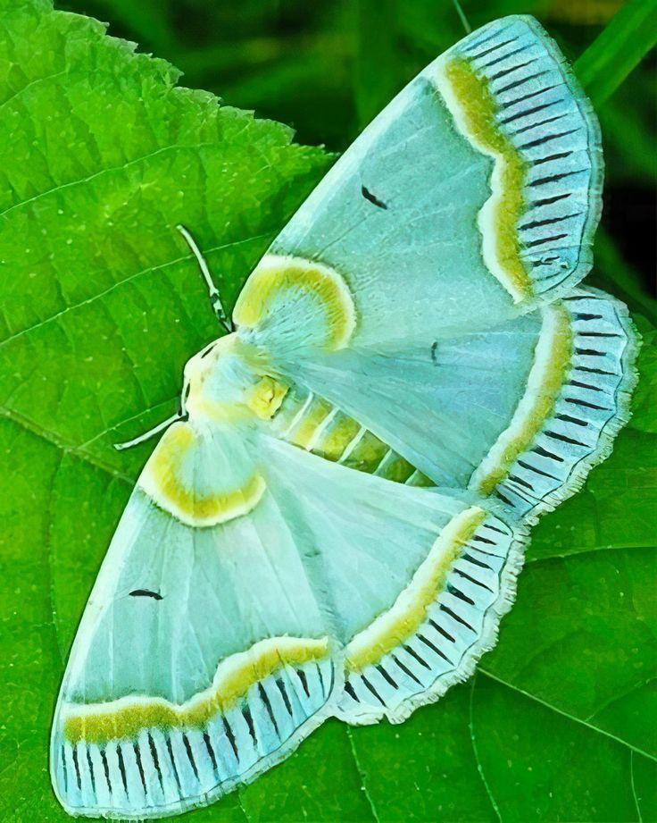 product_list_image_cover