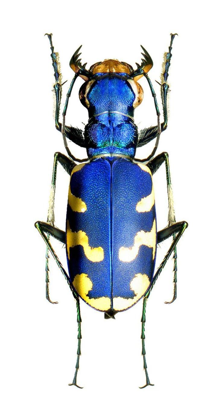 product_list_image_cover