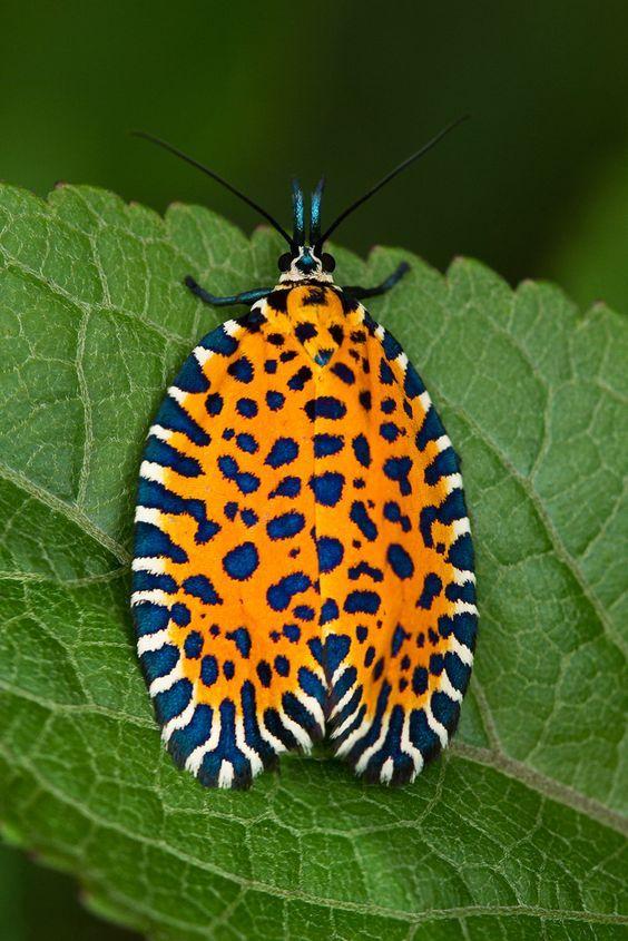 product_list_image_cover