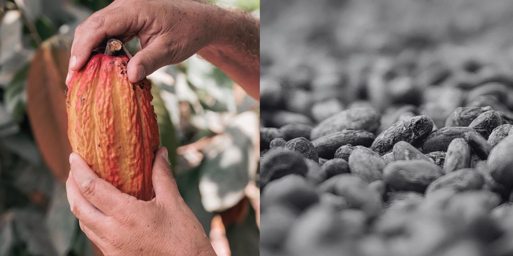 The Heart of Cacao, beans and cacao fruits