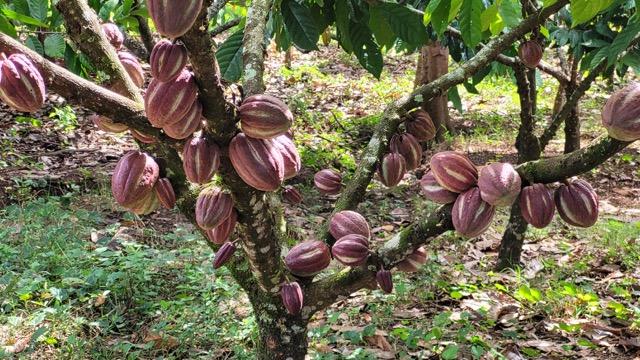 Nicaragua cacao tree