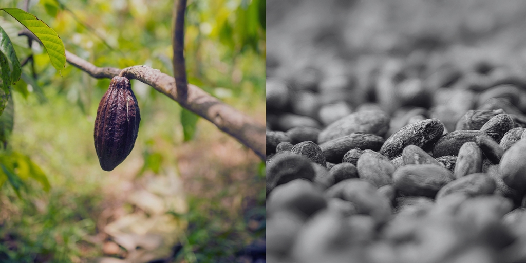 The heart of cacao beans logo and cacao fruit
